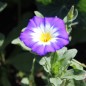Preview: Dreifarbige Winde Royal Ensign (Samen)