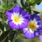 Preview: Dreifarbige Winde Royal Ensign (Samen)
