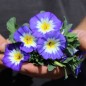 Preview: Dreifarbige Winde Royal Ensign (Samen)