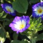 Preview: Dreifarbige Winde Royal Ensign (Samen)