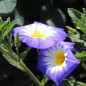 Preview: Dreifarbige Winde Royal Ensign (Samen)