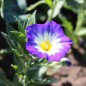 Preview: Dreifarbige Winde Royal Ensign (Samen)