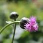 Preview: Flockenblume Purpurea Splendens (Samen)