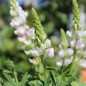 Preview: Duft-Lupine Pink Fairy (Samen)