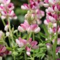 Preview: Duft-Lupine Avalune Red-White (Samen)