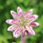 Preview: Duft-Lupine Avalune Red-White (Samen)