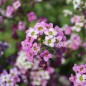 Preview: Duftsteinrich Rosie O’Day (Samen)