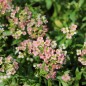 Preview: Duftsteinrich Salmon (Samen)