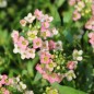 Preview: Duftsteinrich Salmon (Samen)