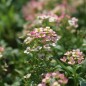 Preview: Duftsteinrich Salmon (Samen)