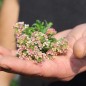Preview: Duftsteinrich Salmon (Samen)