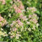 Preview: Duftsteinrich Salmon (Samen)