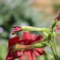 Preview: Dufttabak Crimson Bedder (Samen)