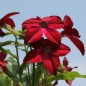 Preview: Dufttabak Crimson Bedder (Samen)