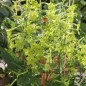 Preview: Dufttabak Lime Green (Samen)