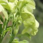 Preview: Dufttabak Lime Green (Samen)