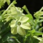 Preview: Dufttabak Lime Green (Samen)