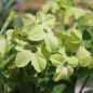 Preview: Dufttabak Lime Green (Samen)