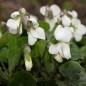 Preview: Duftveilchen Alba (Samen)