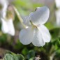 Preview: Duftveilchen Alba (Samen)