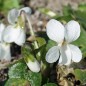 Preview: Duftveilchen Alba (Samen)