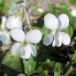 Preview: Duftveilchen Alba (Samen)