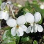 Preview: Duftveilchen Alba (Samen)