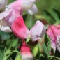 Preview: Zwerg-Duftwicke Cupid Pink (Samen)