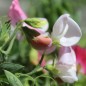Preview: Zwerg-Duftwicke Cupid Pink (Samen)