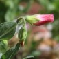 Preview: Zwerg-Duftwicke Cupid Pink (Samen)