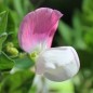 Preview: Zwerg-Duftwicke Cupid Pink (Samen)