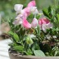Preview: Zwerg-Duftwicke Cupid Pink (Samen)