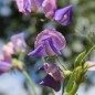 Preview: Duftwicke Erewhon (Samen)