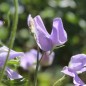 Preview: Duftwicke Flora Norton (Samen)