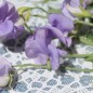 Preview: Duftwicke Flora Norton (Samen)