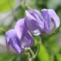 Preview: Duftwicke Flora Norton (Samen)