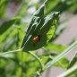 Preview: Duftwicke Flora Norton (Samen)