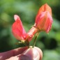Preview: Duftwicke Prince of Orange (Samen)