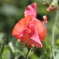 Preview: Duftwicke Prince of Orange (Samen)