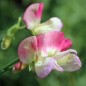 Preview: Duftwicke Spanish Dancer (Samen)