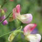 Preview: Duftwicke Spanish Dancer (Samen)