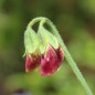 Preview: Duftwicke Spanish Dancer (Samen)