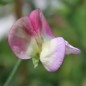 Preview: Duftwicke Spanish Dancer (Samen)