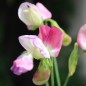 Preview: Duftwicke Spanish Dancer (Samen)