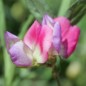Preview: Duftwicke Spanish Dancer (Samen)