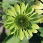 Preview: Neu! Echinacea Alan‘s Pride (Samen)
