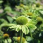 Preview: Neu! Echinacea Alan‘s Pride (Samen)