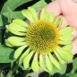 Preview: Neu! Echinacea Alan‘s Pride (Samen)