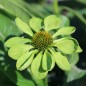 Preview: Neu! Echinacea Alan‘s Pride (Samen)