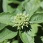 Preview: Echinacea Green Twister (Samen)